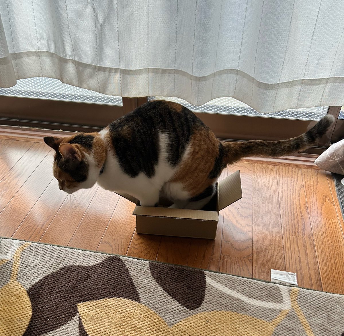 11ayimasa's tweet photo. ほんと猫ってダンボール好きだよね

そのサイズは無理や https://t.co/TLCtPTvhCs