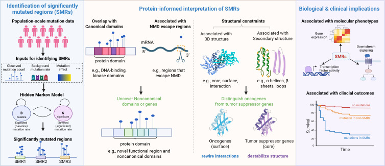 Cancer_Cell's tweet photo. Beyond genes and hotspots: Protein-informed interpretation of cancer mutations dlvr.​it/TVx3Sr https://t.co/q2cK0mivYy
