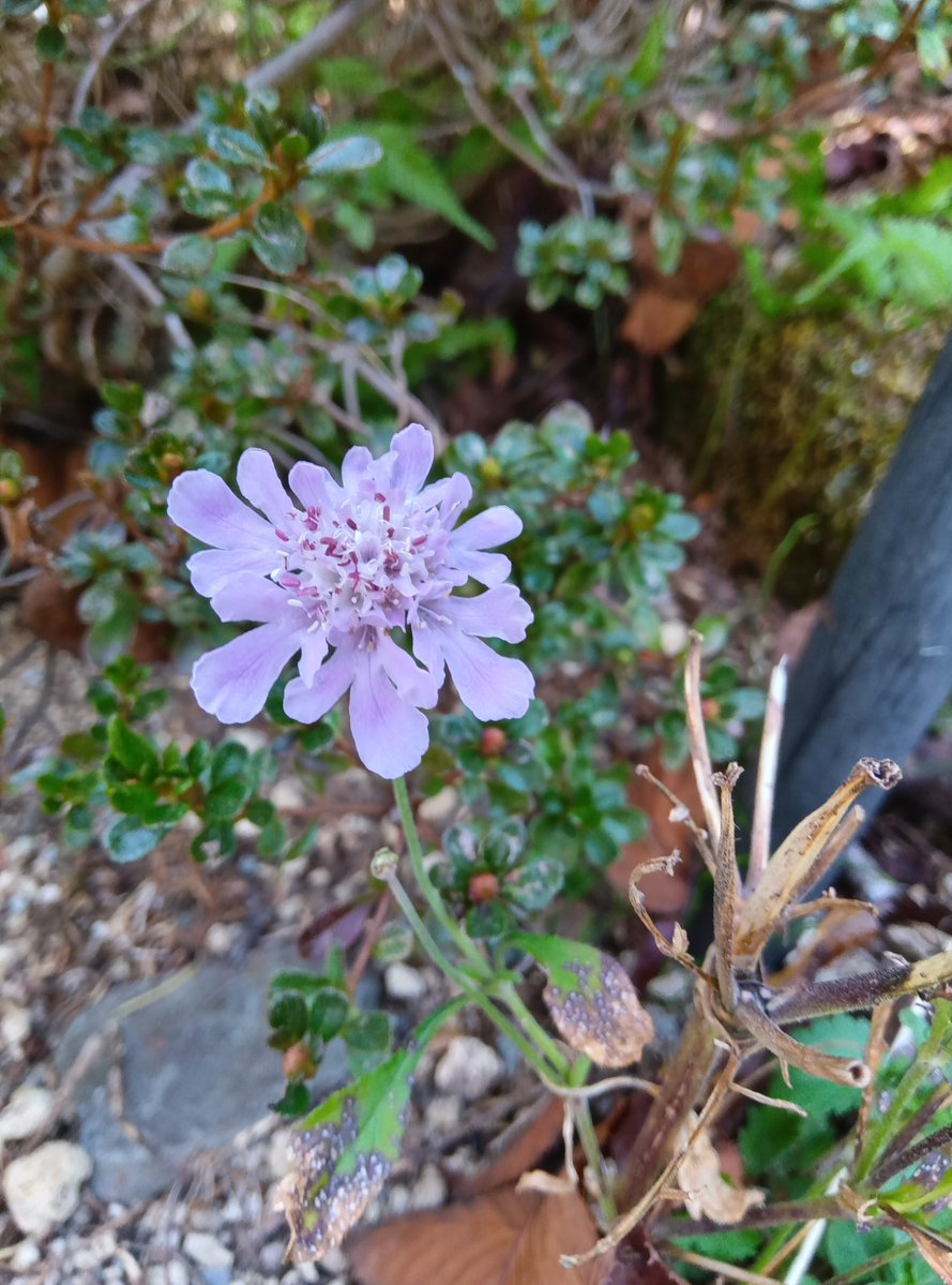 shisseikaen's tweet photo. ＃Hakone　＃箱根　＃箱根湿生花園 https://t.co/9LKNcxoCTf
