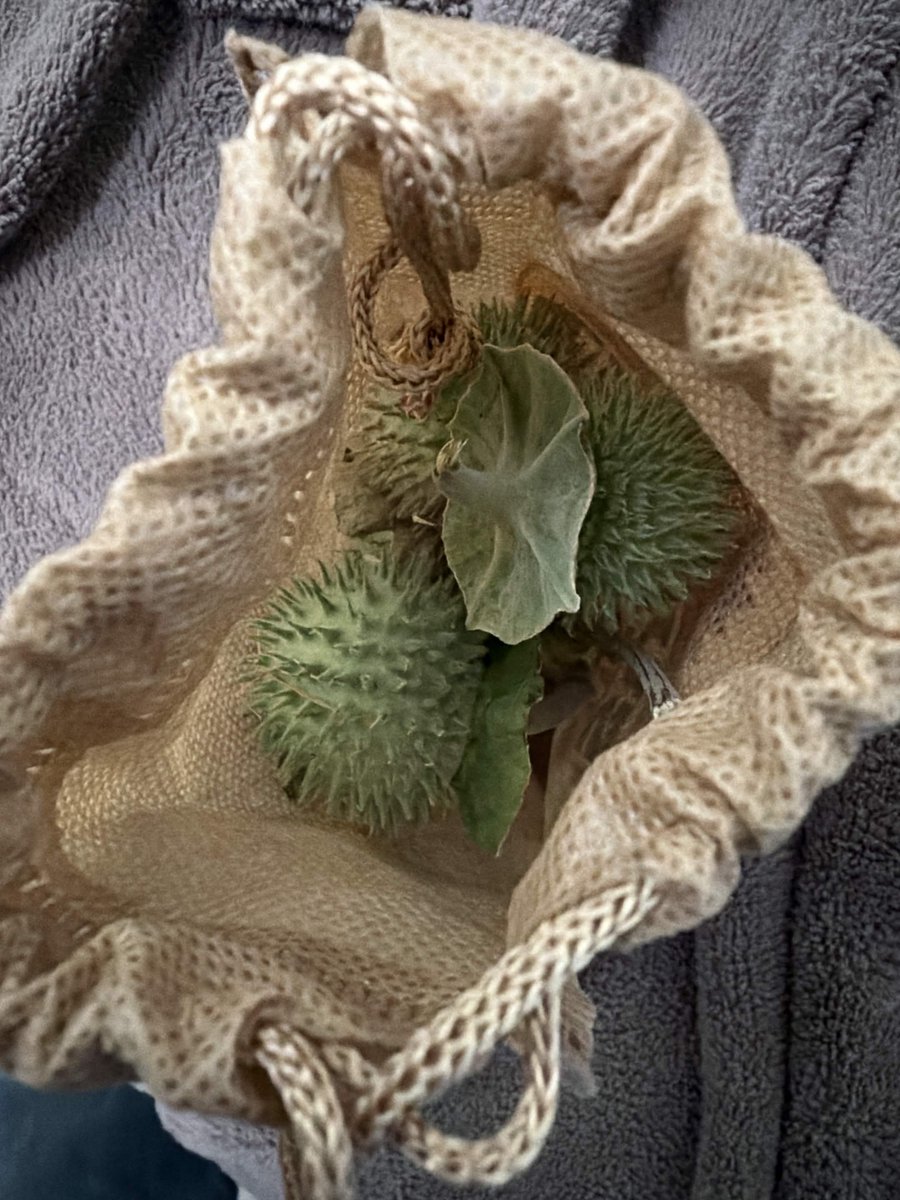 scoopswhopoops's tweet photo. wife brought me datura seeds pods. i am overjoyed . https://t.co/AZKwmtvnCk