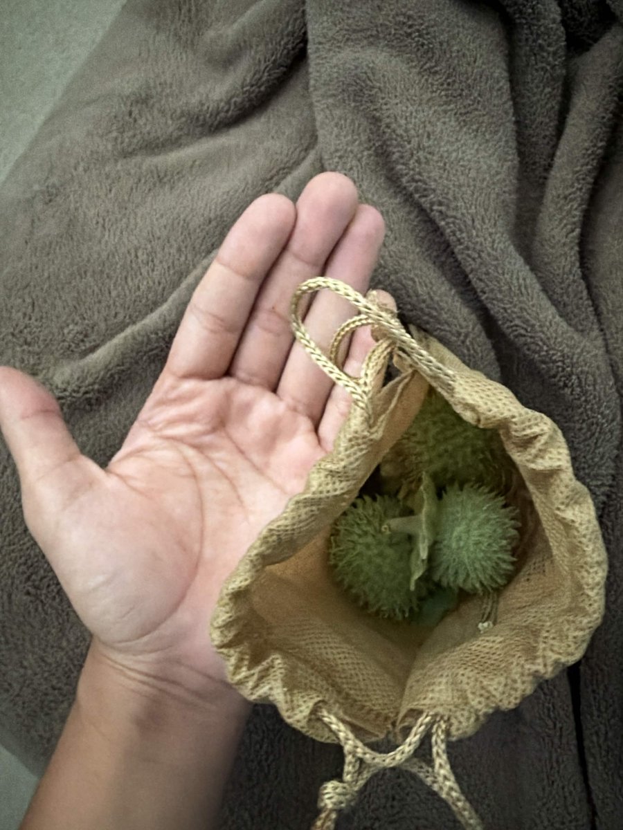 scoopswhopoops's tweet photo. wife brought me datura seeds pods. i am overjoyed . https://t.co/AZKwmtvnCk