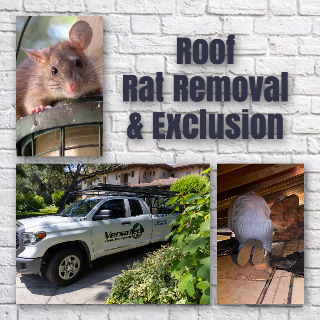 VersaTechPM's tweet photo. 🐀 Are you hearing scratching noises in your attic? 🛡️ Versa-Tech® specializes in full service roof rat extermination, proofing, and cleanout services. Call us today at (888) 429-1213! Free inspections &amp; quotes throughout San Dimas, Covina, Glendora, &amp; surrounding SGV. https://t.co/PuA6hgphNM