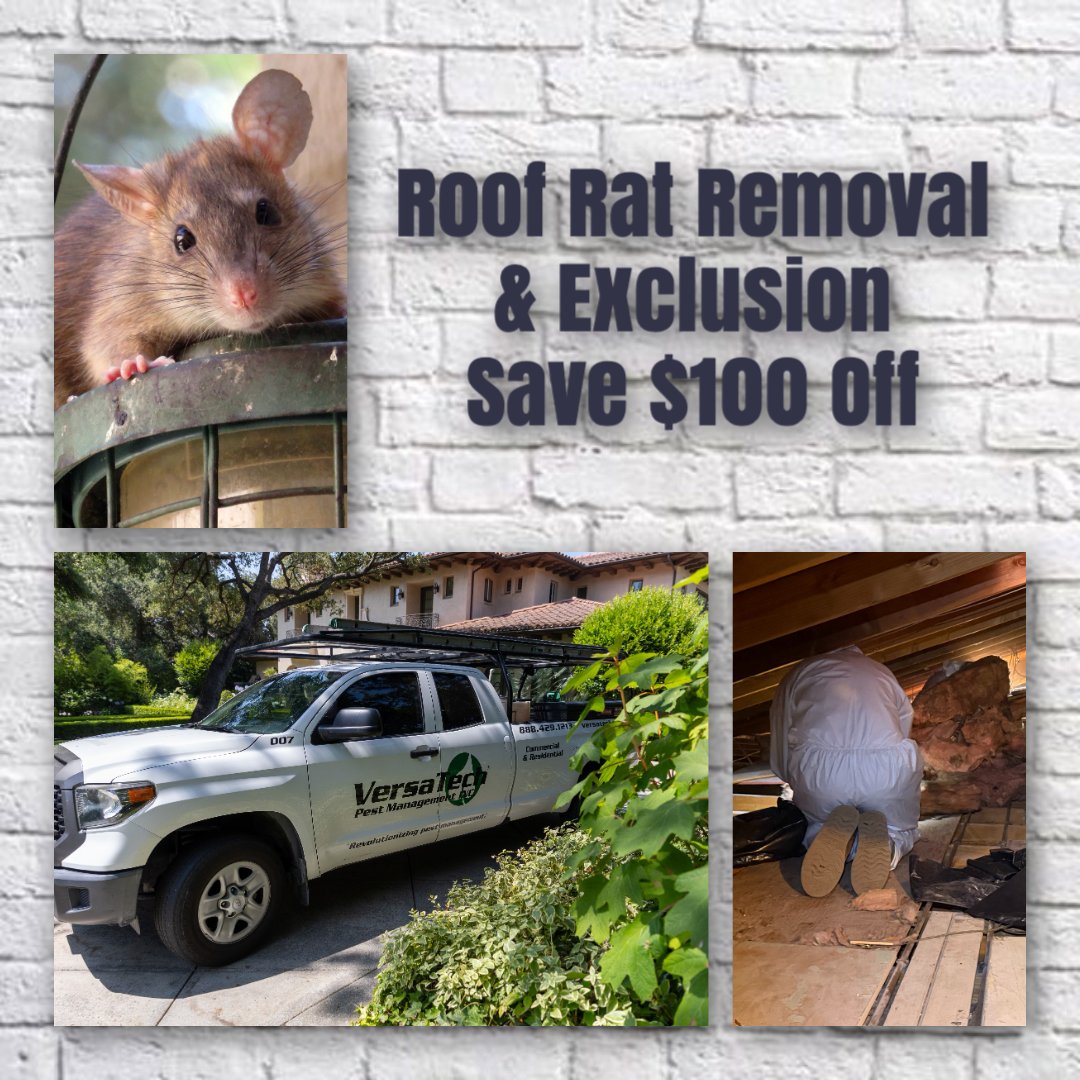 VersaTechPM's tweet photo. 🐀 Are you hearing scratching noises in your attic? 🛡️ Versa-Tech® specializes in full service roof rat extermination, proofing, and cleanout services. Call us today at (888) 429-1213! Free inspections &amp; quotes throughout San Dimas, Covina, Glendora, &amp; surrounding SGV. https://t.co/89BNuAB3Fm