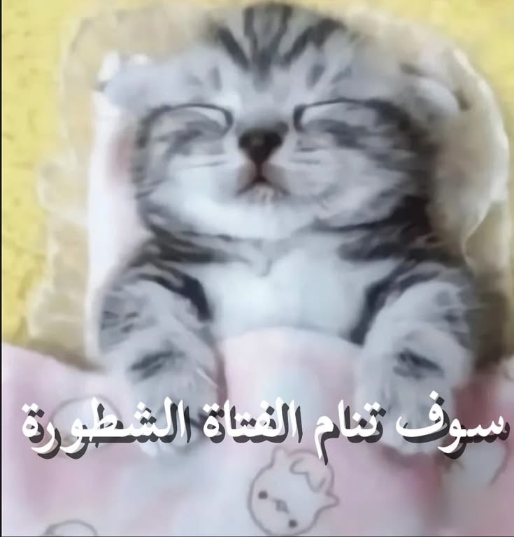 2yixh's tweet photo. راحو الضيوف 
جهزت وجبتي
نزلت الصور الحلوه
اخترت ساوند اسطوري
مسحت ميكبي
لبستي بجامتي
والحين اغوى نومه https://t.co/PyCJdcwmE3
