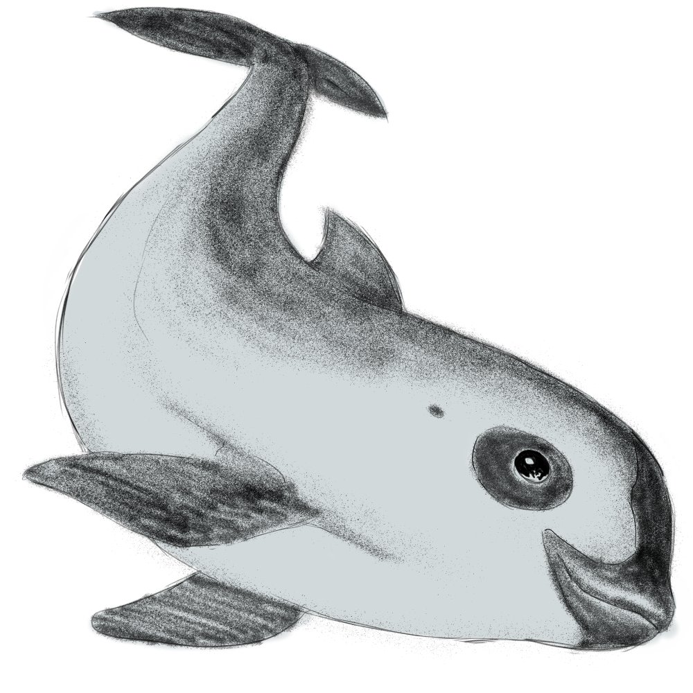 AltabeStudio's tweet photo. My Vaquita drawings for you to use for your piece if it's not your normal thing to draw.  More resources to use here, All the arts in the resource folder are CC-0, Creative Commons license and just attribution required, thank you!: https://t.co/JwE4GQVATe
https://t.co/UYjIU4oRTy https://t.co/41n3jBW7Xj