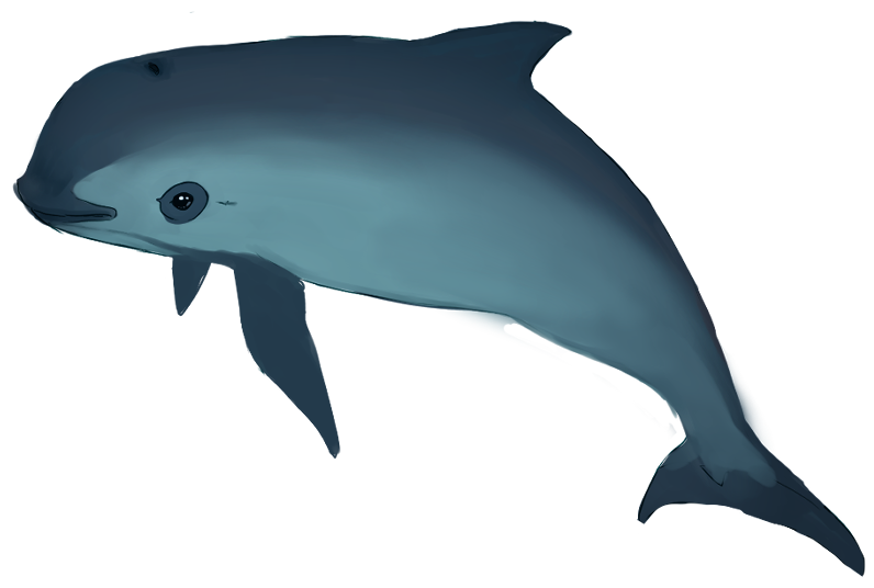 AltabeStudio's tweet photo. My Vaquita drawings for you to use for your piece if it's not your normal thing to draw.  More resources to use here, All the arts in the resource folder are CC-0, Creative Commons license and just attribution required, thank you!: https://t.co/JwE4GQVATe
https://t.co/UYjIU4oRTy https://t.co/41n3jBW7Xj