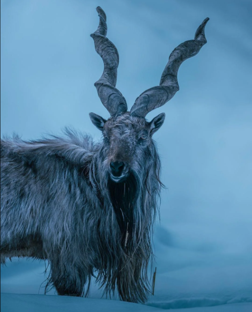 Deucalion394671's tweet photo. @Thebiglade Markhor https://t.co/F8zYjTnxYO