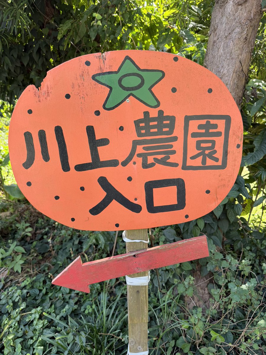 flairnuts's tweet photo. 川上農園のライム畑へ。

極力、防腐剤や除草剤に頼らず育てられた、貴重な国産ライムに出逢いました。

土地の恵みと、生産者の想い。
至高のカクテルが生まれる。 https://t.co/yTUJEWbzR9