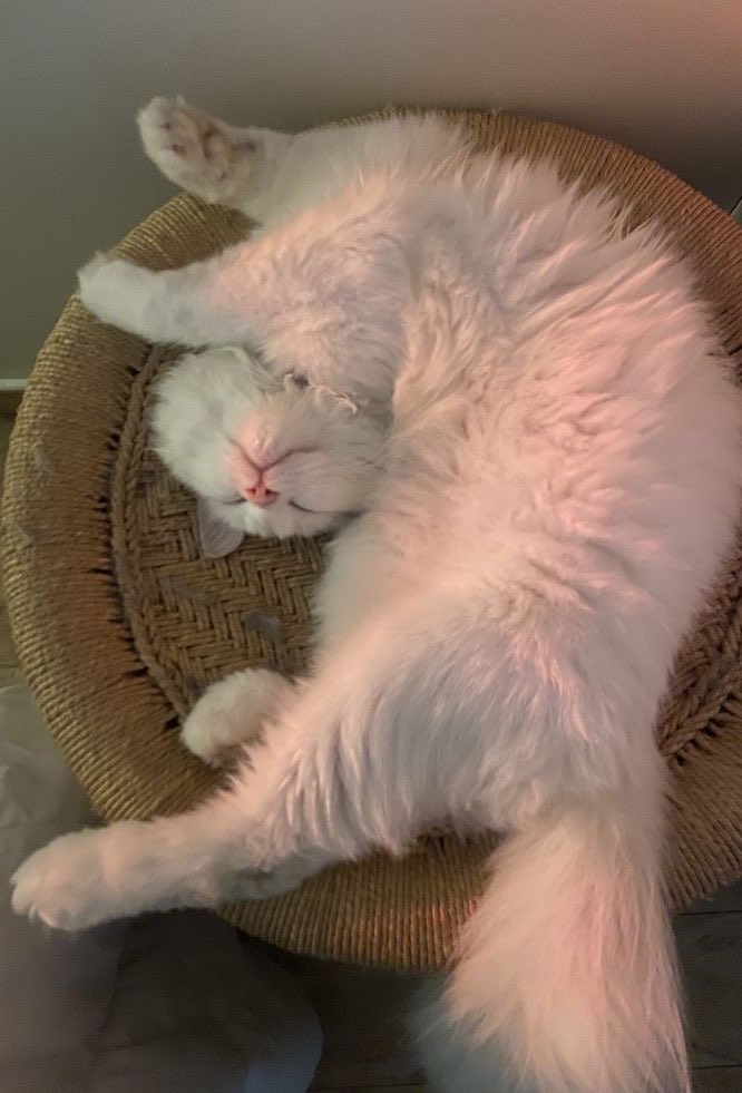masonavel's tweet photo. 07.05
𝘑𝘢𝘤𝘦’𝘴 𝘈𝘱𝘢𝘳𝘵𝘮𝘦𝘯𝘵

mereka masih pada tidur… https://t.co/gcSO7ssAwj