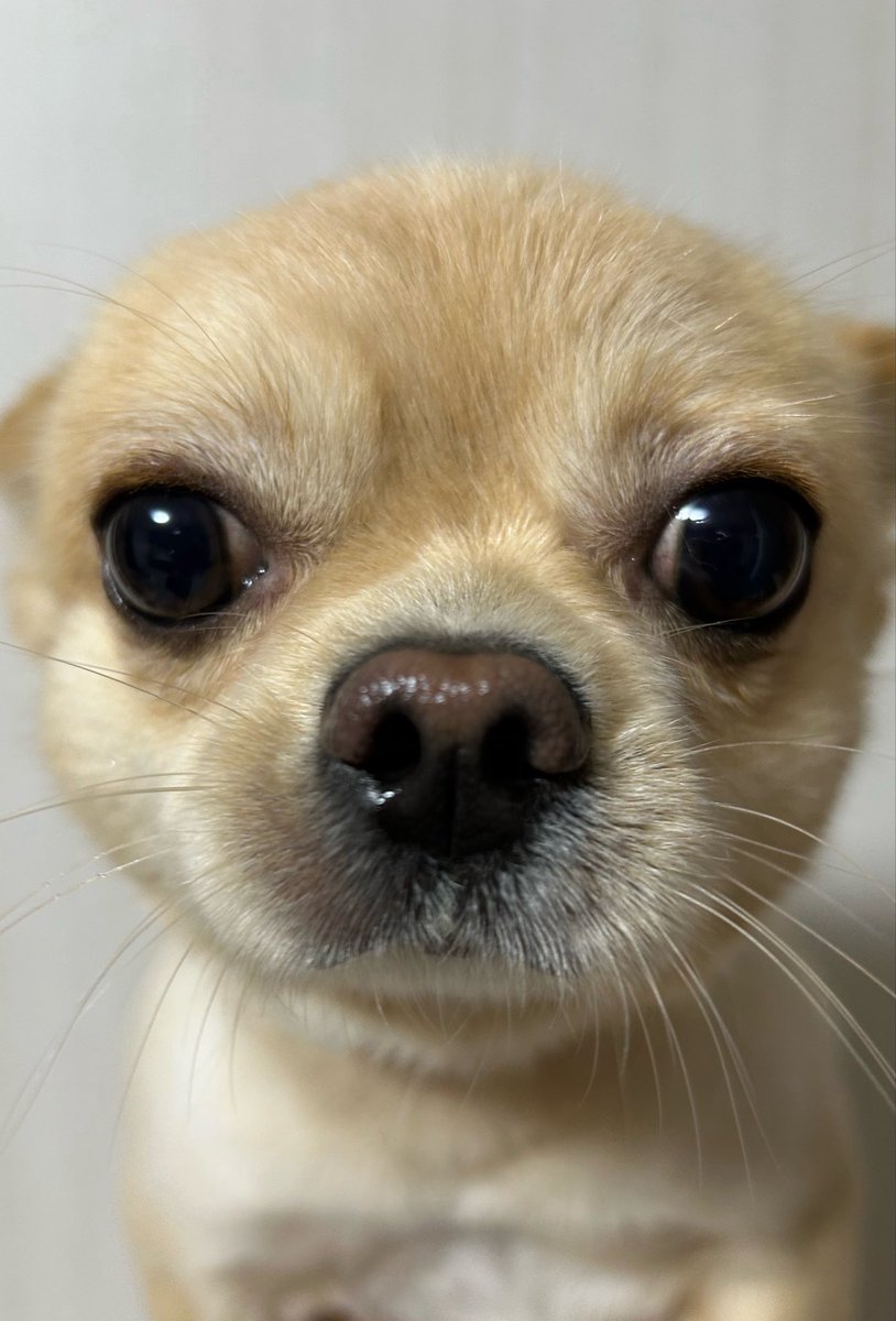 rTVQMJ9yR490796's tweet photo. 2日でわがまま病が治ったチワワ🐾
#犬　#チワワ https://t.co/eHocrbs3bu