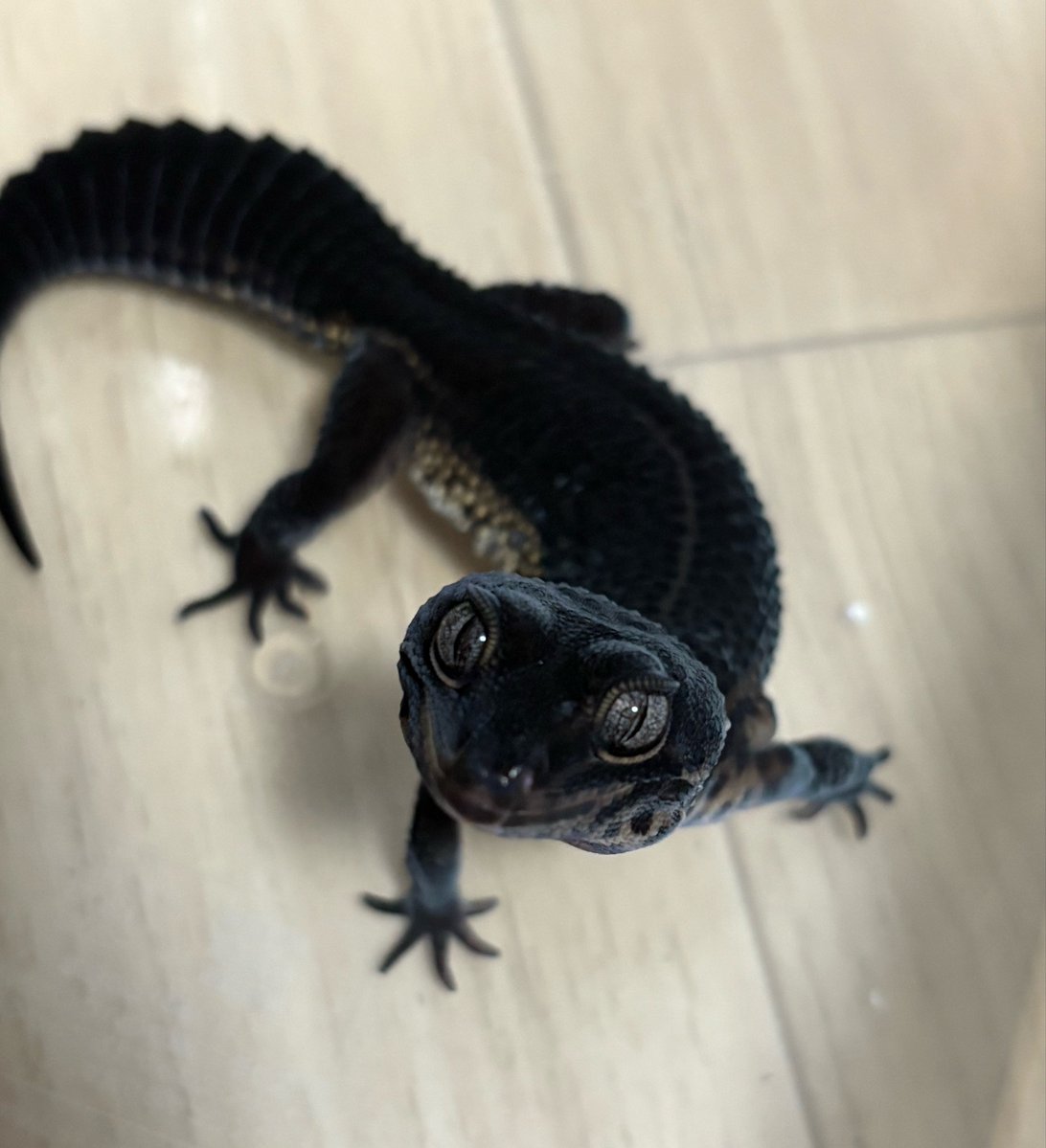squid_prox's tweet photo. ブラックナイト
黒さに加えて愛嬌までこの仕上がり😊

#レオパ https://t.co/EPAdbjRm2a