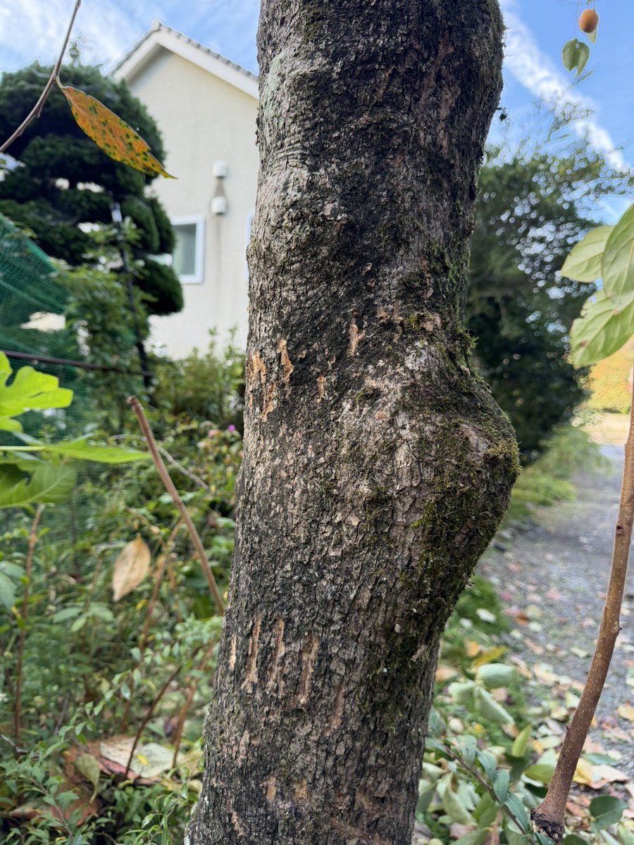 kennoguchi0821's tweet photo. なんと…
山梨の古民家邸の庭ですが…
熊が入りました…
やはり、柿の木は伐採するしかないようです。数年前に庭の裏山に熊の糞があり、どうしたものか悩んでいましたが、駆除されたとの噂もあり、また、それ以来、熊の糞を見つけられなかったので、まあ、大丈夫かな？？？と。もう、これで決心がつきました。伐採をします。好きな気だったのに…。ご近所さんにご迷惑をおかけしてもいけないので。

それにしても、足跡が玄関まで…

そして綺麗に爪跡を残すものですね…