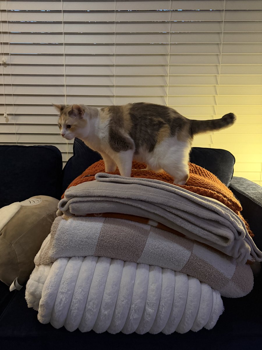 fatfatpankocat tweet picture