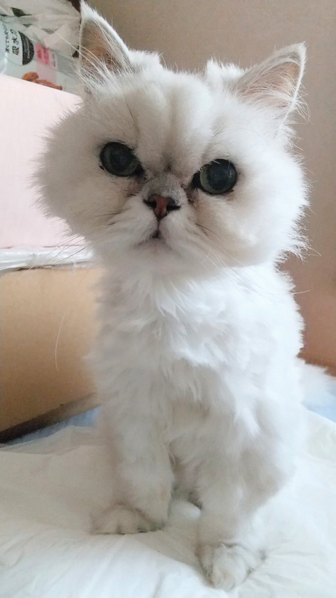 Tmikimitsu's tweet photo. おはようニャン🌞
久しぶりに高いところ登ったニャよ💖高さ数10cmだけど…😹
モフモフの体力の衰え、心配してる飼い主です🥺
 #猫好きさんと繋がりたい #保護猫 #猫のいる幸せ #猫のいる暮らし #チンチラシルバー https://t.co/7IRHvky49R
