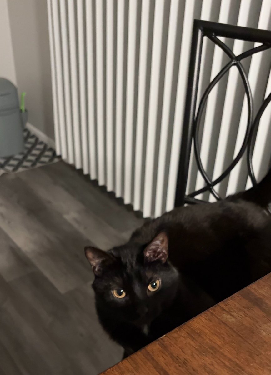 pttpcat's tweet photo. making a username is so hard 🐈‍⬛ https://t.co/UrAxLuHtue