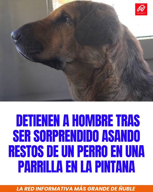 gustavolodg's tweet photo. @kidofcydonia @estj_dxrk @jenigim1 @juanitokzzi @kidofcydonia a ustedes los chilenos siempre se les conoció como los come perros, por qué finges sorpresa? 🤣🤣 https://t.co/NY4fRVL7Tf