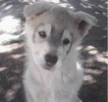 cemeteryyPuppy_'s tweet photo. making a username is so hard https://t.co/pj9dpq5Zty
