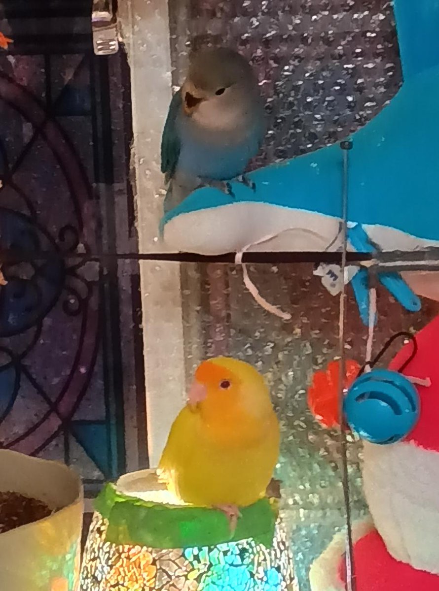 TSUBASA6077's tweet photo. 【拡散希望】
コザクラインコの迷子情報です

場所：玄関から飛んで行きました
日時：26/7/9
名前：ヤーナ
特徴：身体が重い。

情報お持ちの方、下記までご連絡を
npotsubasa@tsubasa0615.org
情報拡散のご協力お願いします https://t.co/SM3uA8ingM
