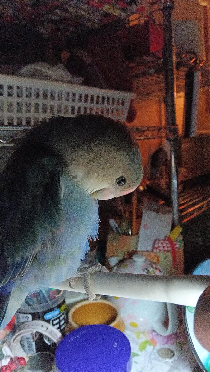 TSUBASA6077's tweet photo. 【拡散希望】
コザクラインコの迷子情報です

場所：玄関から飛んで行きました
日時：26/7/9
名前：ヤーナ
特徴：身体が重い。

情報お持ちの方、下記までご連絡を
npotsubasa@tsubasa0615.org
情報拡散のご協力お願いします https://t.co/SM3uA8ingM