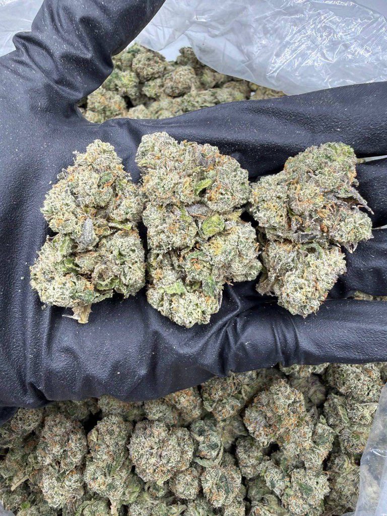 HorizonzThe's tweet photo. Super BUBBLEGUM
#houstonplug #weed #houstonmeets #houston
#deliver #houstonbestplug #zaza #springplug
#cypressplug #katyplug #northsideplug #htxlinkup
#htxsnow #drgtwt
#htxdrugs https://t.co/UVHkdHVCDz
