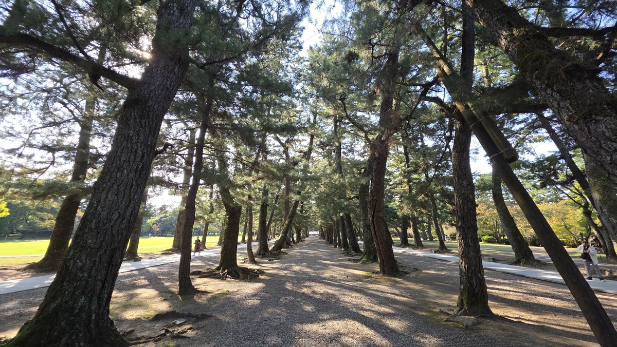 92guraneko's tweet photo. スピってきました（散歩です🚶）

発信見てて時々思うのが出雲テーマのアカで
『どこの写真？』とか
『何の話？』っていうのが流れてくると少し悲しい😹

自分も扱う際には敬意を持ってやらないとな〜
と思う次第🙀

※ちなみに神在月ではあるけど神様はもうちょっと先に来られます✨

結論、良いとこなんで皆様来てください😼