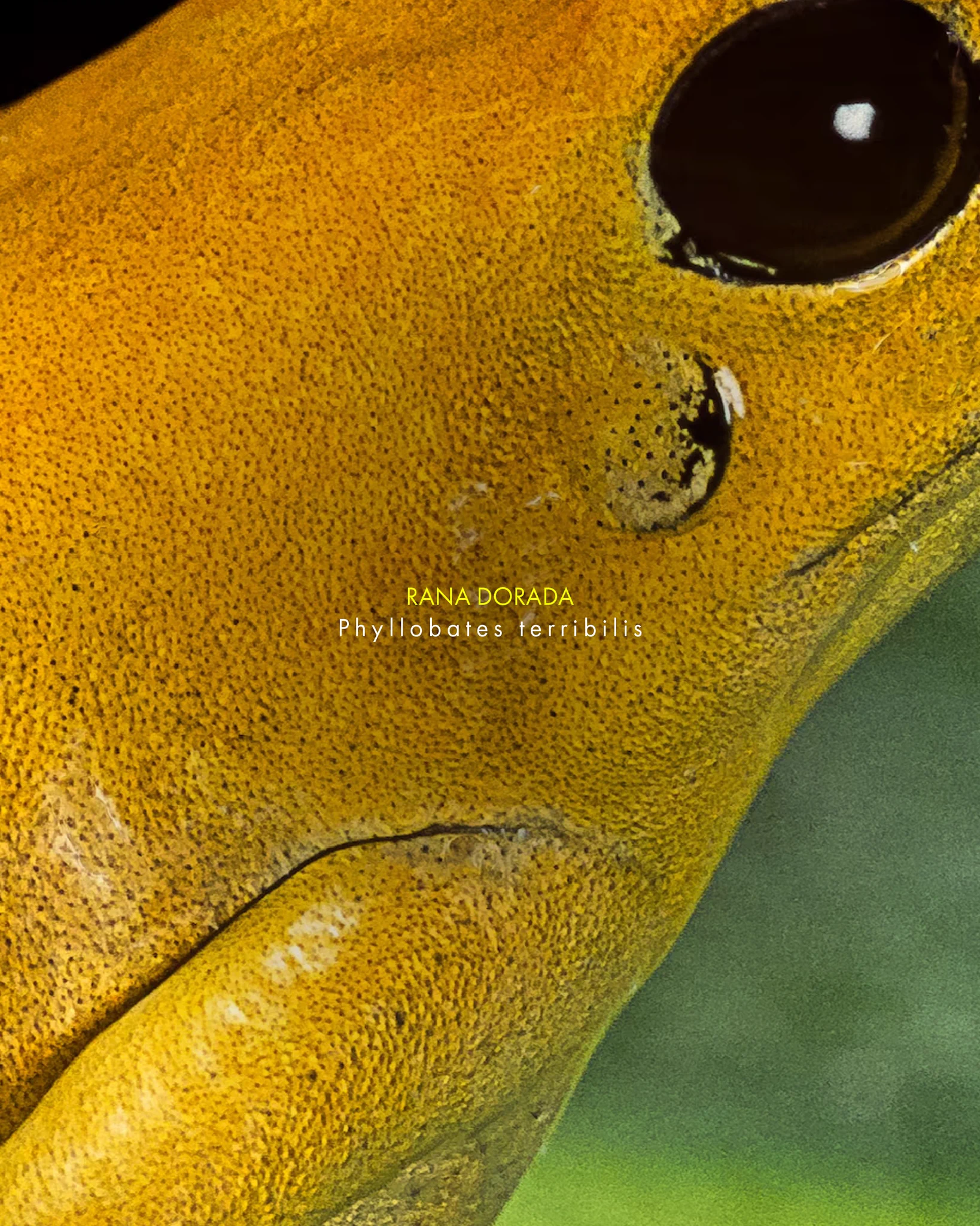 Close-up of a Golden Poison Frog, Phyllobates terribilis, showcasing its vibrant yellow skin and large, dark eye. The text "Rana Dorada" is visible on the image.