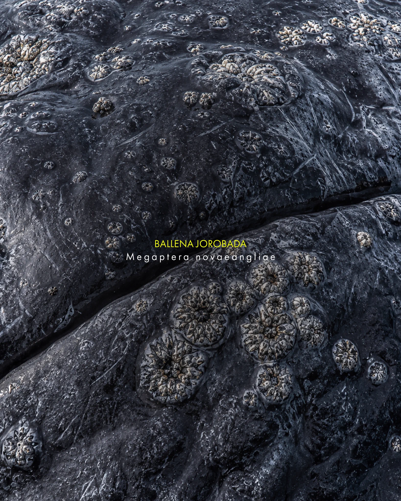 Close-up of a Humpback Whale's skin texture, featuring barnacles. Text in the center reads "BALLENA JOROBADA" and "Megaptera novaeangliae.