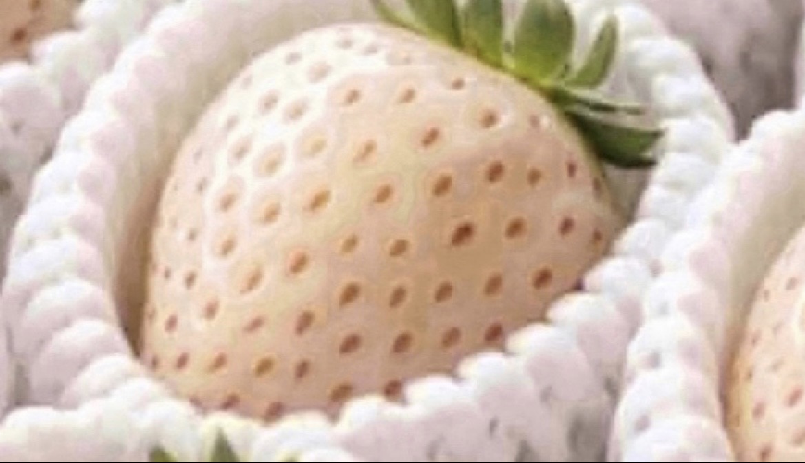 ConnectionABC's tweet photo. //
まごころ苺園 詰め合わせセットを、抽選で6名様へプレゼント🎁
\\

🍓応募方法🍓
期間：2026/10/18  23:59〆
① 本アカウントをフォロー
②この投稿をリポスト&amp;いいね https://t.co/mTgBr63GfS