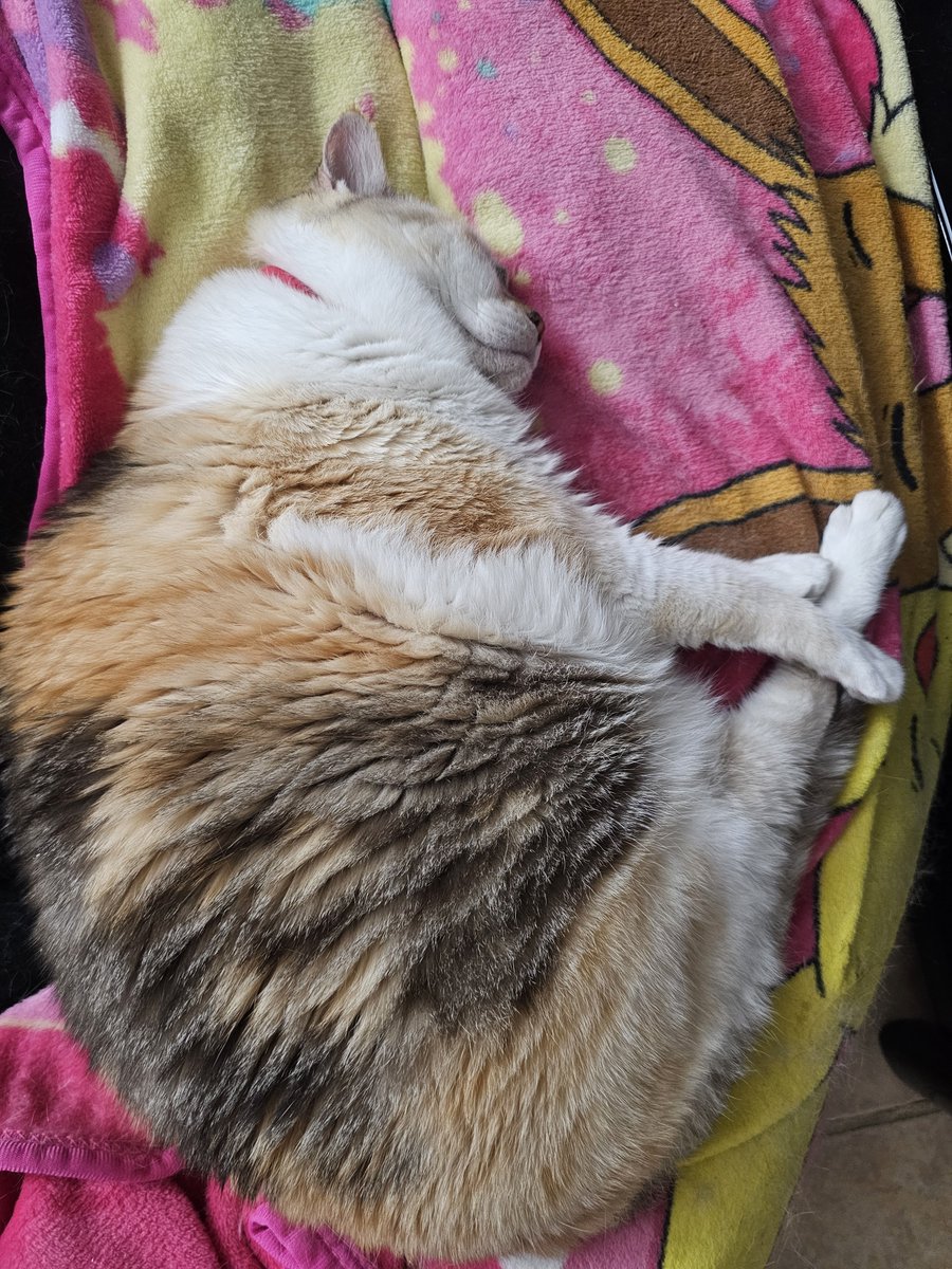 nagata1023's tweet photo. 爆睡中のエルサ可愛い!!! 
沖縄生まれの12歳😺
私のエモーショナルサポート。 https://t.co/mvxGy4H42K