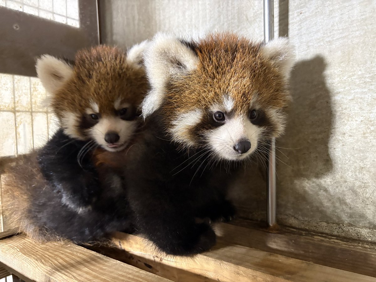 nishiyama_zoo's tweet photo. レッサーパンダの赤ちゃん（アケビの仔）の公開における整理券配布について

赤ちゃんをご覧いただくには、混雑回避のため、整理券が必要となります。
　
【整理券配布について】
時間　9時〜9時30分
場所　管理事務所前　
先着75名 https://t.co/7ovKEcR0fm