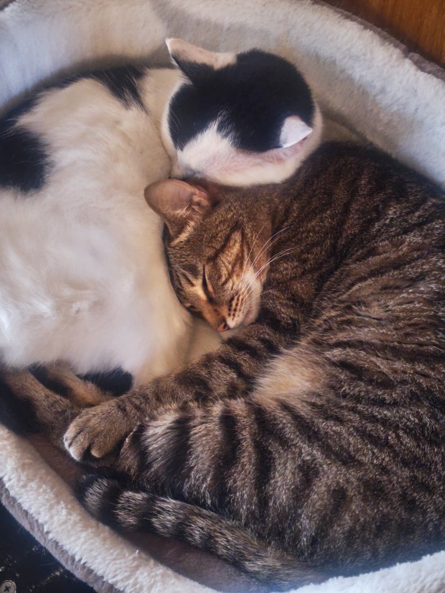 ssmamgsn's tweet photo. パールはいつもダイヤと一緒に寝てるから、一匹狼のトロだったけど…昨日はパールがトロと一緒に寝てくれて、トロちゃんなんだかとても幸せそうな顔で寝てた😊 https://t.co/bF0j6k2uyN