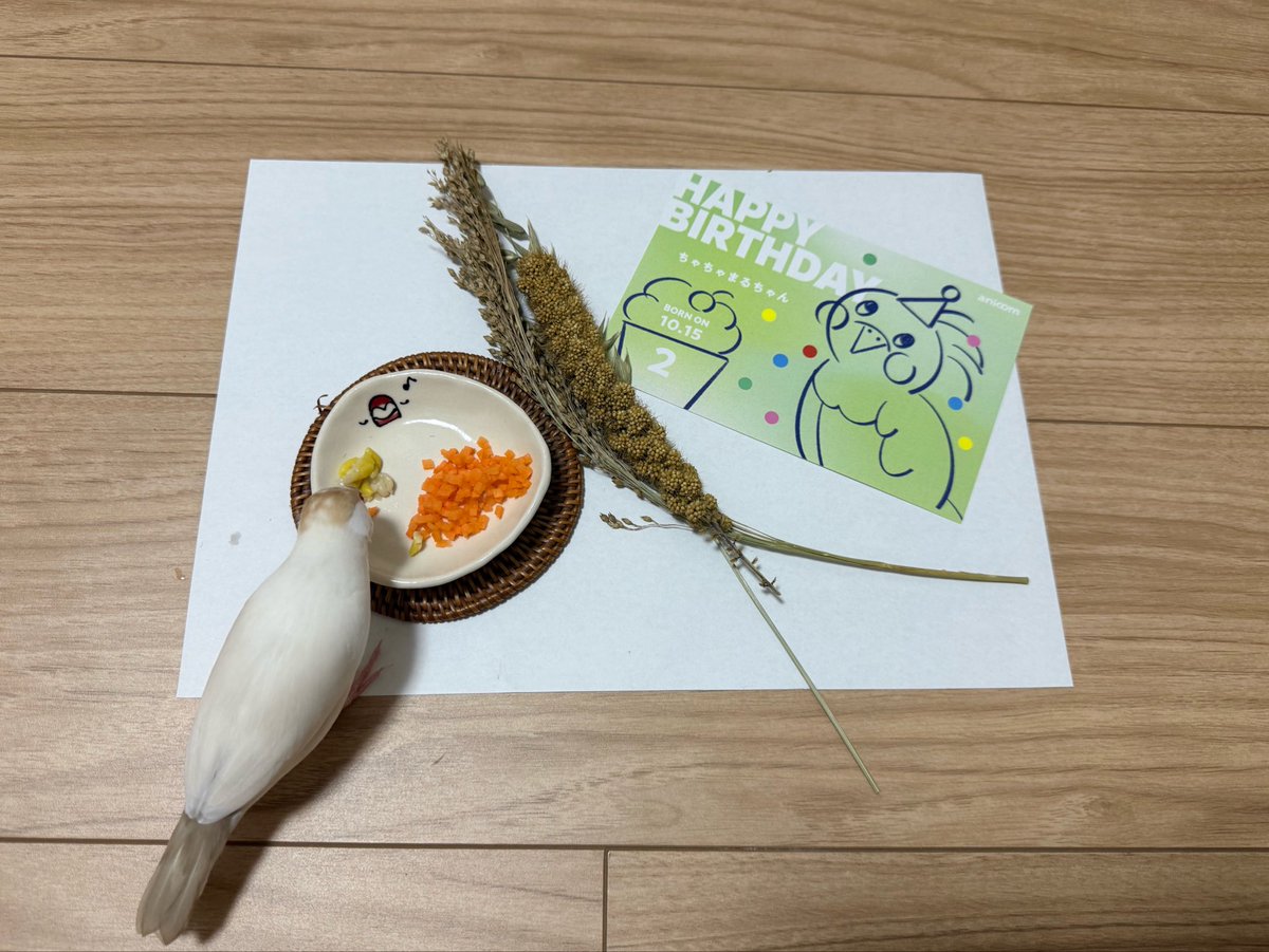 Chachamaru1015_'s tweet photo. 昨日はちゃちゃまるのお誕生日でした！！！！2歳になったよー！！！‼️㊗️
おめでとう🎉🎉🎉🎉🎉

これからもずっと一緒にいようね https://t.co/VaBCP0wx1M