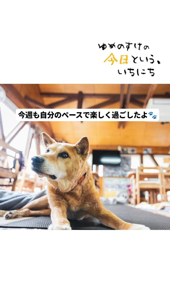 PeaceWankoJapan's tweet photo. 【ゆめのすけの今日という、いちにち】
今日はのんびりしようっと🐾 https://t.co/zDjCgrOTPP