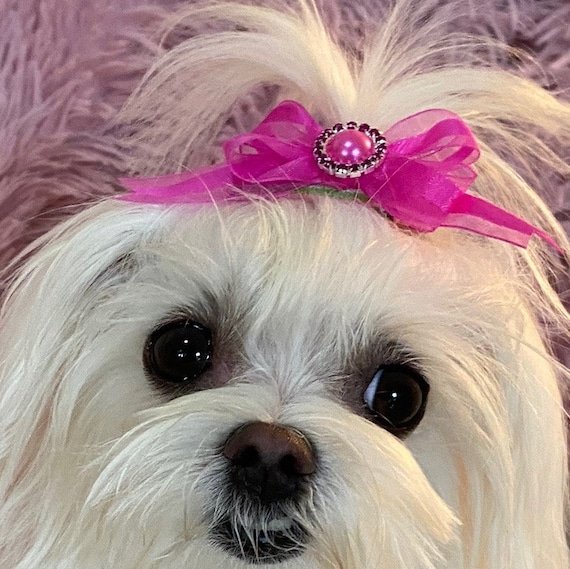 HALCYONITE_SON's tweet photo. @GILDEDWURMLIKER THIS IS YOU I THINK https://t.co/GMOThLJ3U7