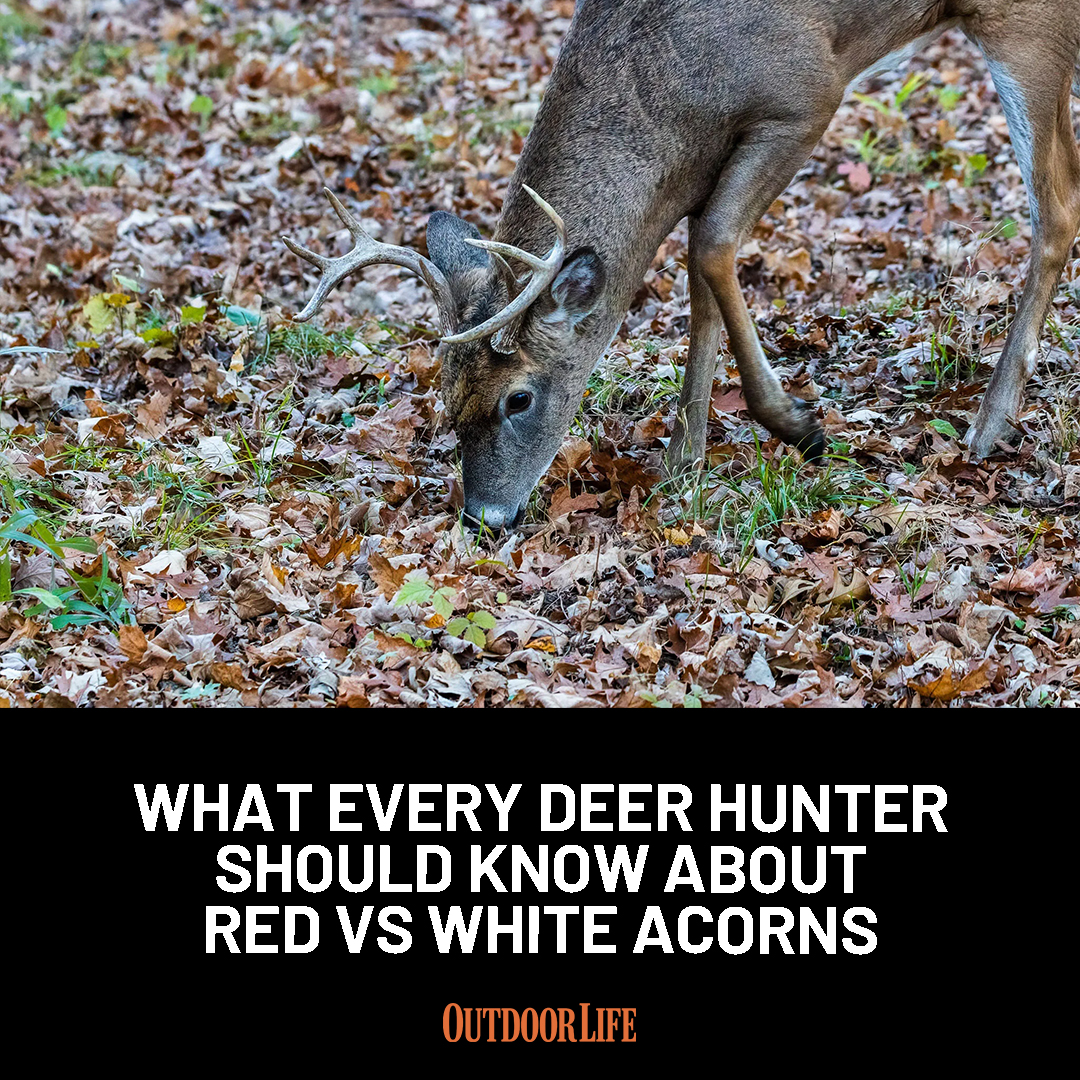 outdoorlife's tweet photo. Understand the differences between white and red oaks, and you'll understand how these trees shape deer behavior: https://t.co/QlLTsKD01A https://t.co/xZ3ixjc0jE