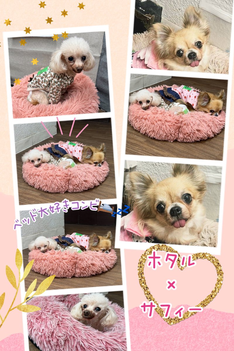 hogocafe_tachi's tweet photo. もこもこベッド好きのマイペースコンビ💕

左🐶）サフィー/トイプードル/2021.3.8生/女の子/約1.7kg
右🐶）ホタル/ロングコートチワワ/2017.10.5生/女の子/約3.35kg

どっちも寝る時は寝る、食べる時は食べる、遊ぶ時は遊ぶ、自分の気分でしっかり行動できる子たち🤭✨ https://t.co/MQ1uglTUNo
