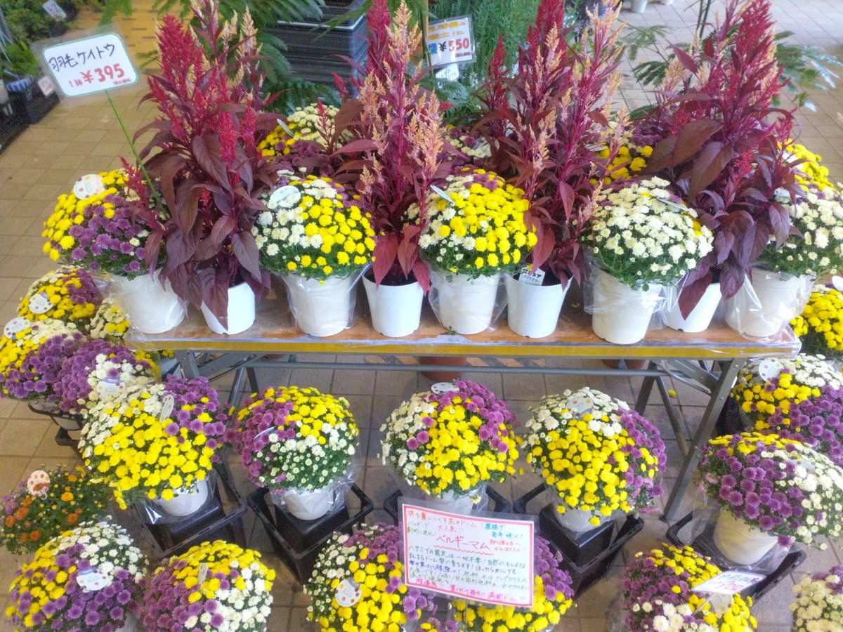 WF_bessho's tweet photo. おはようございます☀🌬️✨️
ワールドフラワー開店致しました！

本日は切り花の入荷日です！
新鮮な切り花が大変お買い得！

お庭で毎年お仏花を収穫
タダで御供え【ガーデンマム】

春まで半年咲き続ける
【ガーデンシクラメン】

是非ご来店ください！

#ワールドフラワー　#横浜別所店　#上大岡 https://t.co/oYpz3Lq49Y
