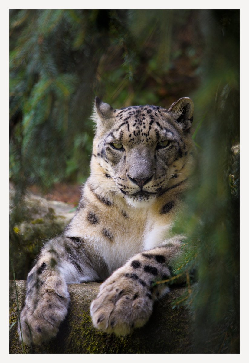 Soothsaber_Sage's tweet photo. I see you 👀 

Look at those massive paws!

Snow leopard, Seattle Zoo. 2026

#photography #animalphotography #canon #snowleopard https://t.co/uVddwPSZ26