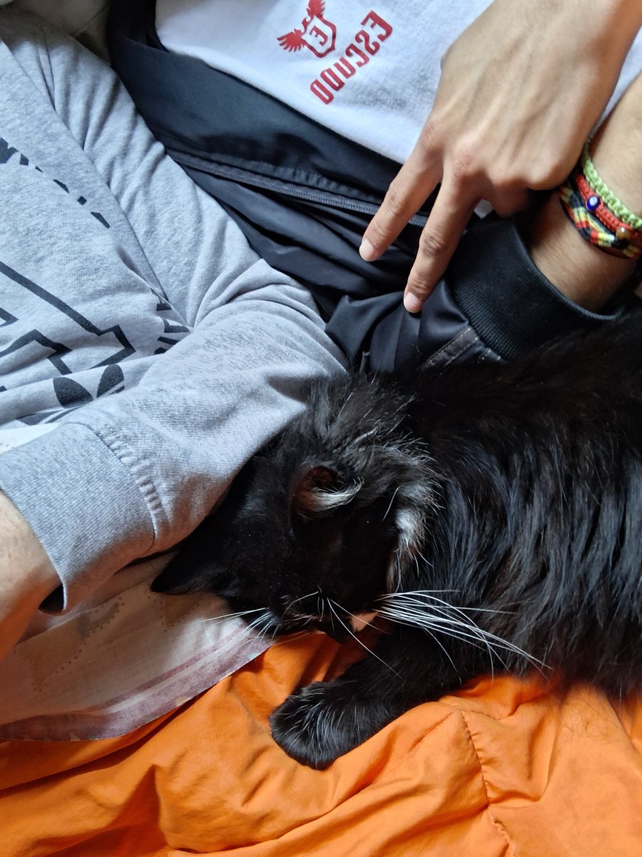 juakovidd's tweet photo. dios, patria, familia homoparental y un gato https://t.co/dQbI90Wsjr