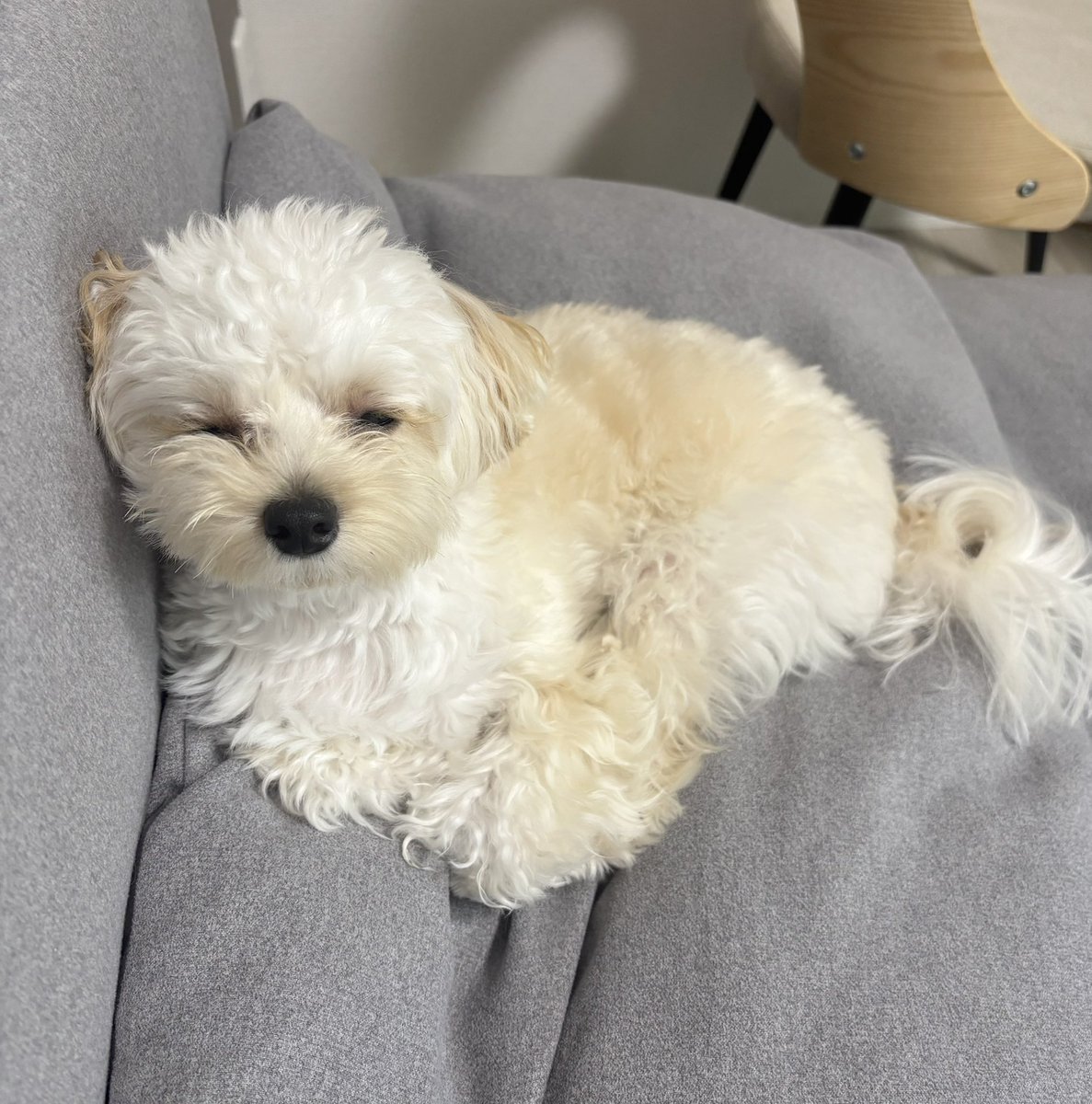 potato_maltipoo's tweet photo. 眠いのに飼い主が移動すると頑張ってついてくる…🥺 https://t.co/mGO3tDzKWN