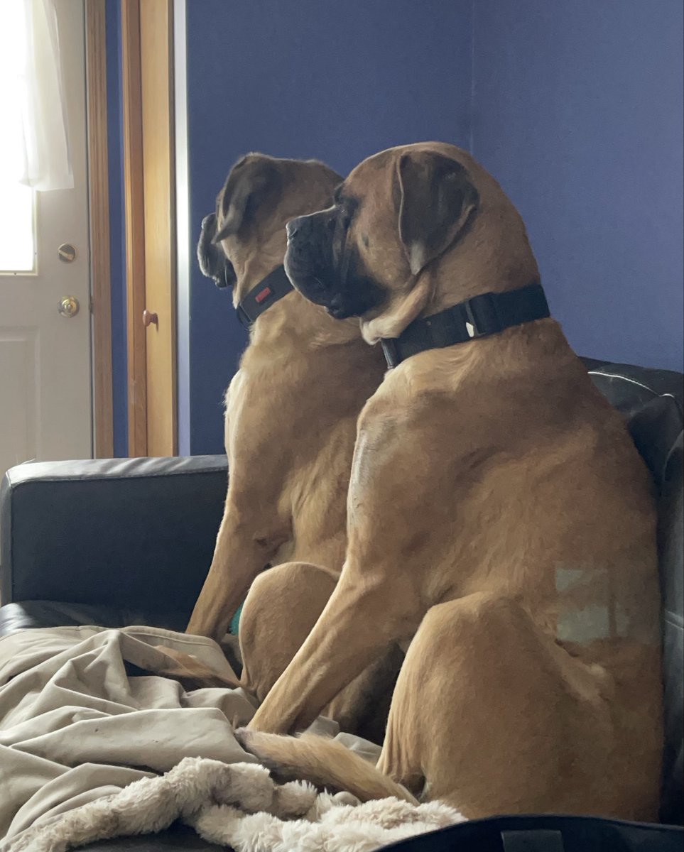 mchanson02's tweet photo. @Erin_Vibes My dog Hank….. https://t.co/med6ZQRUKS