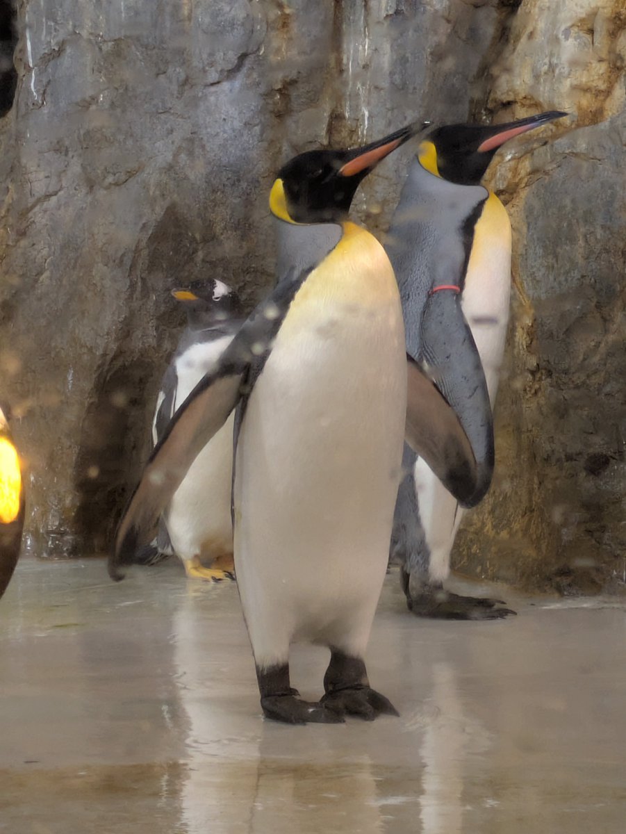 60Reia's tweet photo. 今日もペンギン
のんほいパーク https://t.co/mC3pvPZsSD