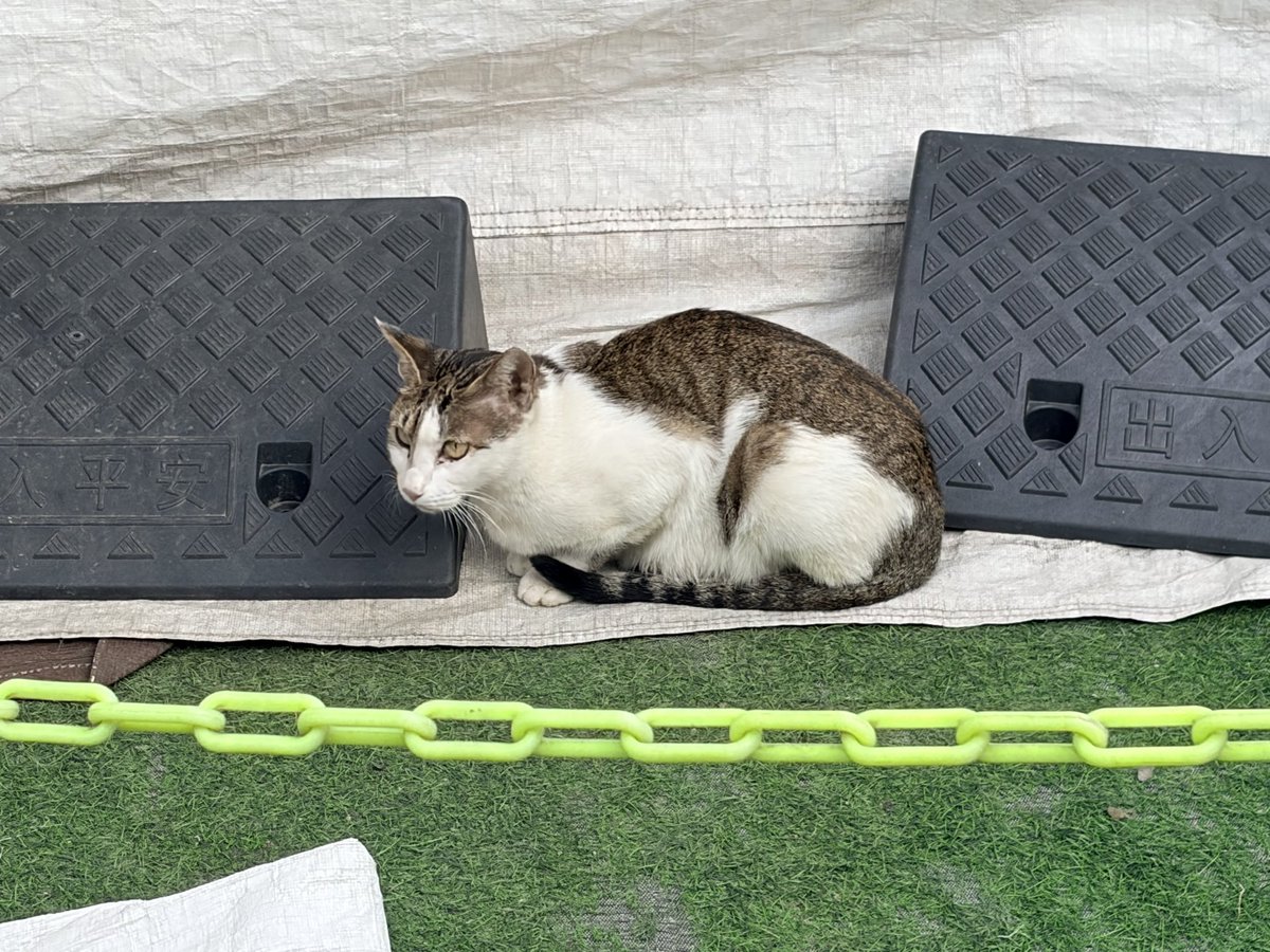 _hashiriku_'s tweet photo. 猫さんかわいい https://t.co/UUU8R7FNSH