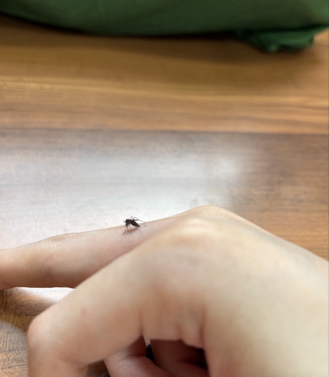 Kaede11209's tweet photo. 飛び立つまで待って、その間観察していた。今、痒みと腫れに悶絶してる。 https://t.co/haGozThA0J