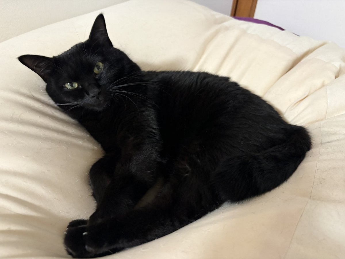 weapon_sc's tweet photo. 黒豆ちゃんが、気温が下がってきたので、暖かい猫をダメにするソファで寝るようになりました。 https://t.co/e03anEvfe8