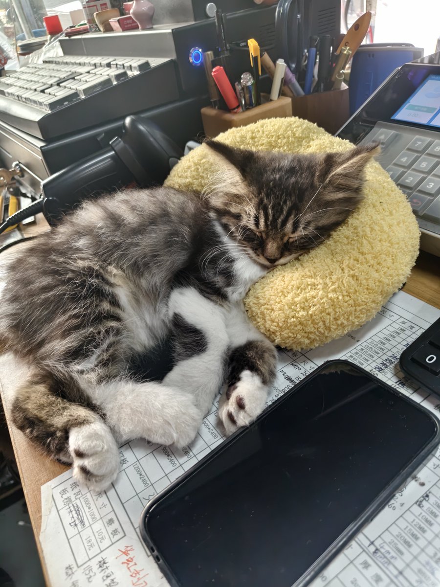 yifffffffffte's tweet photo. 小猫这个熟睡 https://t.co/TmIBSp5PK5