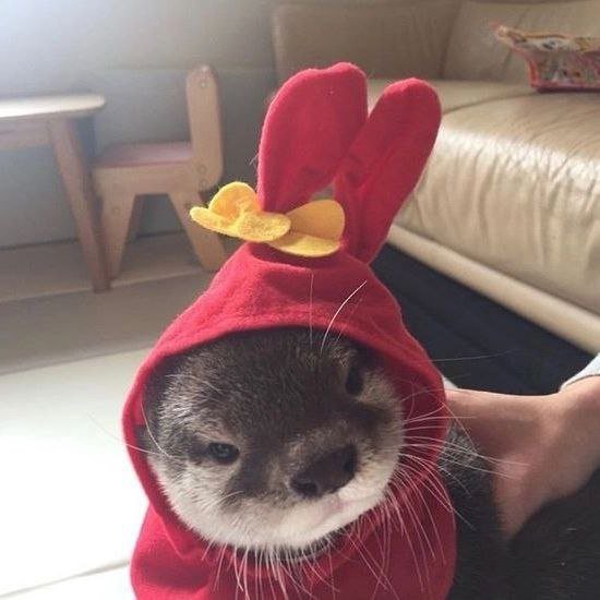 otter_fans_club's tweet photo. otters on hats https://t.co/RWh9P5XVDF