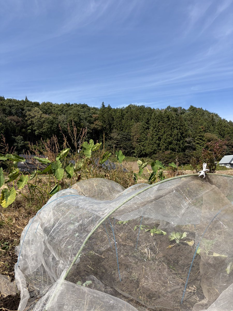gruezi_kawaba's tweet photo. やっつけ仕事
なんとか伸びていただきたい
そして風と虫に耐え��いただきたい https://t.co/cZOZMgQQaH