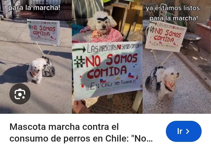 gustavolodg's tweet photo. @kidofcydonia @estj_dxrk @jenigim1 @juanitokzzi @kidofcydonia como que los perros marchan para que no se los coman? Ustedes los chilenos son un cague de risa 🤣🤣 https://t.co/3USD6ZfszK