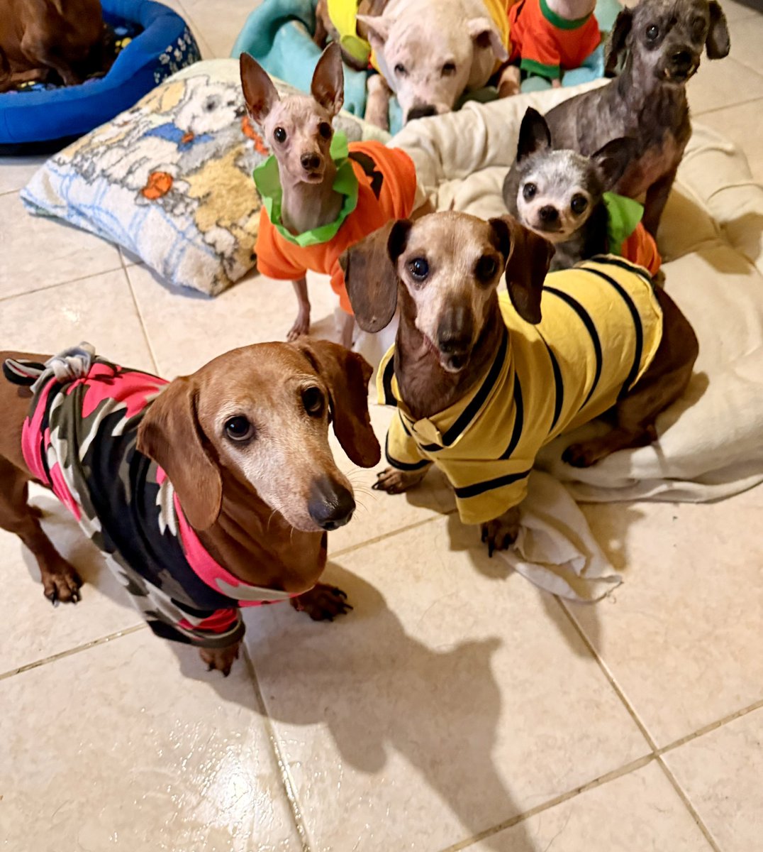 EscuadronSalchi's tweet photo. Queridos amigos 🐾
Se terminaron las provisiones en el cuartel. Iniciamos con la vaquita mensual para el alimento de la tropa-manada🤎 material de limpieza y pañales.
Ocupamos 4 bultos de croquetas de 25 kg por semana más alimento húmedo, también cloro, pinol , jabón en polvo, jabón líquido para lavar su ropa, pañales en faja, pañales completos y shampoo🧴
De poquito en poquito llenamos el jarrito✨✨✨
Mil gracias por su apoyo🫶

Vaquita:
BBVA
Tarjeta: 4152 3141 4757 2435
CLABE: 0121 8001 5019 545666 
a nombre de Yadira Pablo 

Wish list en Amazon:
https://t.co/hPGlIr2nAv